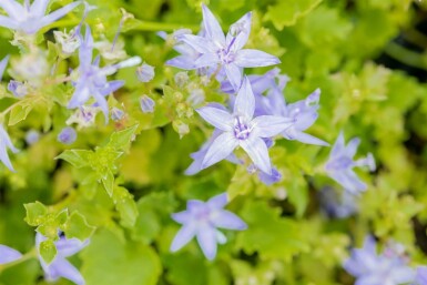 Klokjesbloem Campanula garganica 5-10 pot P9 Campanula garganica