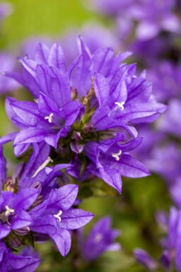 Campanula glomerata