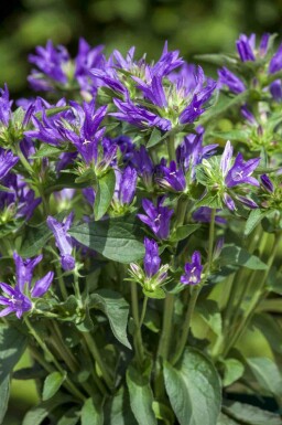 Kluwenklokje Campanula glomerata 5-10 pot P9 Campanula glomerata