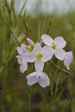 Pinksterbloem Cardamine pratensis 5-10 pot P9 Cardamine pratensis