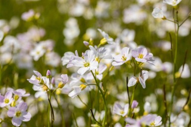 Pinksterbloem Cardamine pratensis 5-10 pot P9 Cardamine pratensis