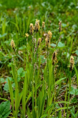 Zegge Carex acutiformis 5-10 pot P9 Carex acutiformis