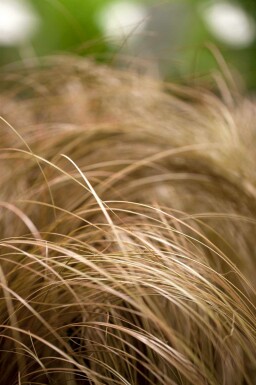 Carex comans 'Bronze Form'