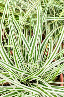 Japanse zegge Carex oshimensis 'Everest' 5-10 pot P9 Carex oshimensis 'Everest'