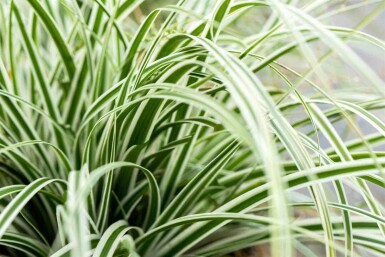 Japanse zegge Carex oshimensis 'Everest' 5-10 pot P9 Carex oshimensis 'Everest'