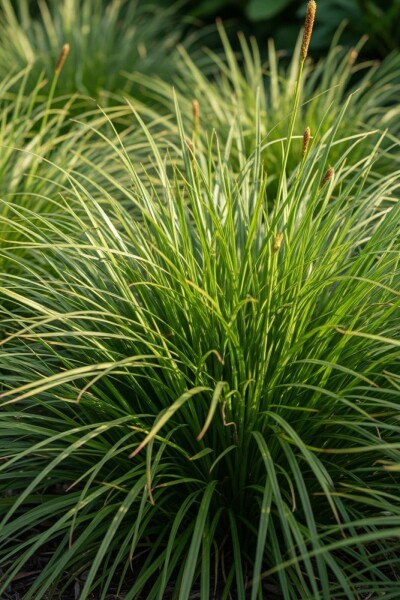 Carex oshimensis 'Evergreen'