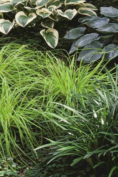 Bontbladige zegge Carex oshimensis 'Everillo' 5-10 pot P9 Carex oshimensis 'Everillo'