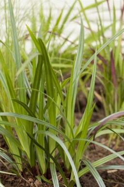 Breedbladige zegge Carex plantaginea 5-10 pot P9 Carex plantaginea
