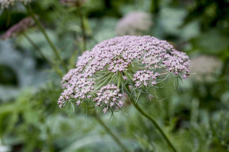 Karwijzaad Carum carvi 5-10 pot P9 Carum carvi