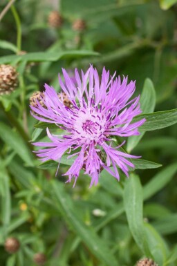 Centaurea jacea
