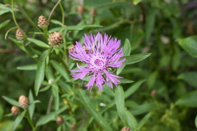 Knoopkruid Centaurea jacea 5-10 pot P9 Centaurea jacea