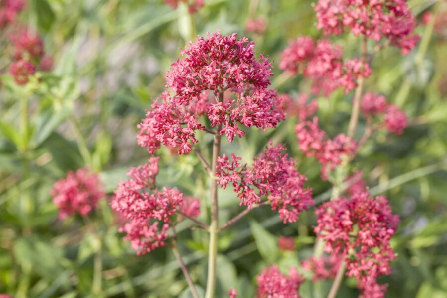 Spoorbloem Centranthus ruber 5-10 pot P9 Centranthus ruber