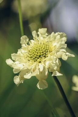 Schoepkruid Cephalaria gigantea 5-10 pot P9 Cephalaria gigantea