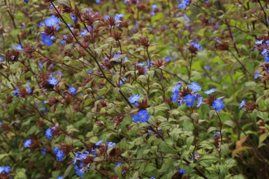 Loodkruid Ceratostigma willmottianum 5-10 pot P9 Ceratostigma willmottianum