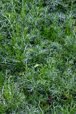 Echte kamille Chamaemelum nobile 'Treneague' 5-10 pot P9 Chamaemelum nobile 'Treneague'