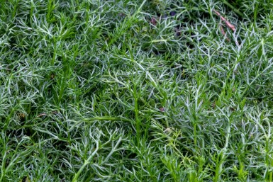 Echte kamille Chamaemelum nobile 'Treneague' 5-10 pot P9 Chamaemelum nobile 'Treneague'