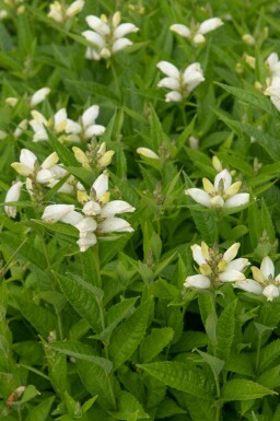 Schildpadbloem Chelone obliqua 'Alba' 5-10 pot P9 Chelone obliqua 'Alba'