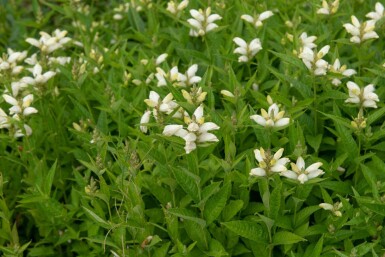 Schildpadbloem Chelone obliqua 'Alba' 5-10 pot P9 Chelone obliqua 'Alba'