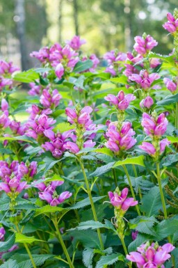 Schildpadbloem Chelone obliqua 5-10 pot P9 Chelone obliqua