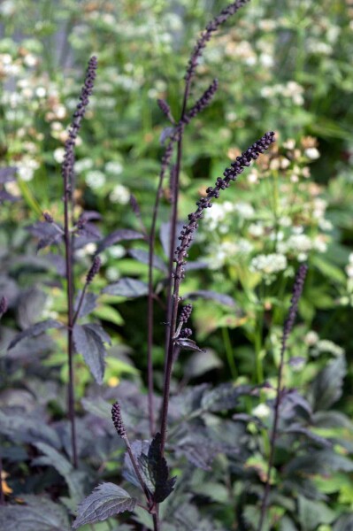 Cimicifuga ramosa 'Brunette'