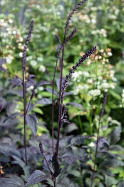 Cimicifuga ramosa 'Brunette'