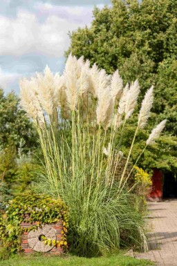 Pampasgras Cortaderia selloana 5-10 pot P9 Cortaderia selloana