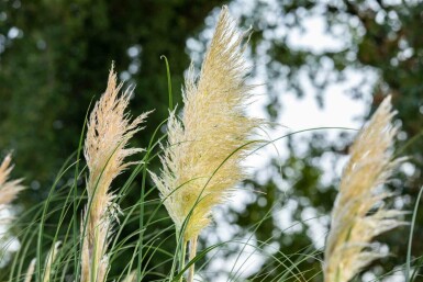 Pampasgras Cortaderia selloana 5-10 pot P9 Cortaderia selloana