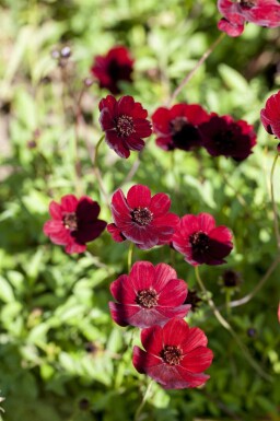 Cosmos atrosanguineus