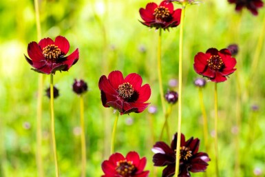 Cosmos atrosanguineus