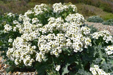 Crambe maritima