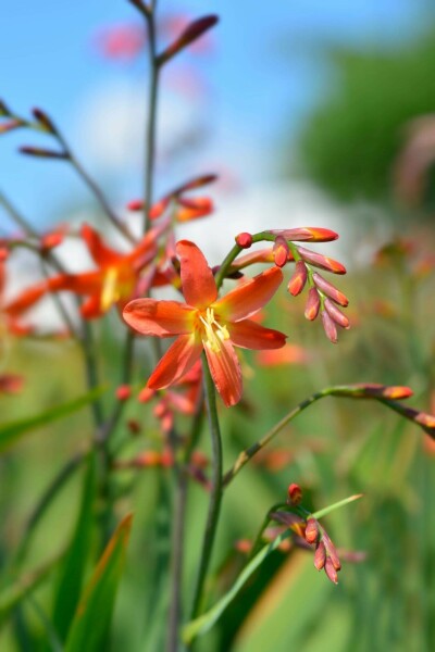 Montbretia Crocosmia x crocosmiiflora 'Carmine Brilliant' 5-10 pot P9 Crocosmia x crocosmiiflora 'Carmine Brilliant'