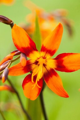 Montbretia Crocosmia x crocosmiiflora 'Emily McKenzie' 5-10 pot P9 Crocosmia x crocosmiiflora 'Emily McKenzie'