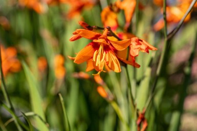 Montbretia Crocosmia x crocosmiiflora 'Emily McKenzie' 5-10 pot P9 Crocosmia x crocosmiiflora 'Emily McKenzie'