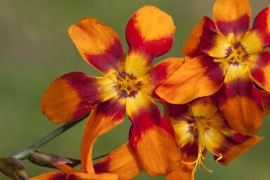 Crocosmia x crocosmiiflora 'Emily McKenzie'