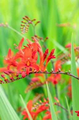 Crocosmia x crocosmiiflora 'Lucifer'