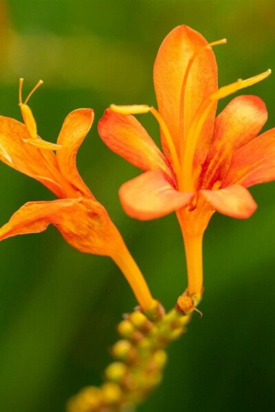 Montbretia Crocosmia masoniorum 5-10 pot P9 Crocosmia masoniorum