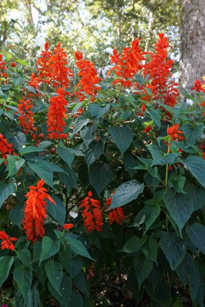 Montbretia Crocosmia x crocosmiiflora 'Red King' 5-10 pot P9 Crocosmia x crocosmiiflora 'Red King'