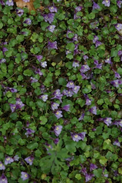 Muurleeuwenbek Cymbalaria muralis 5-10 pot P9 Cymbalaria muralis