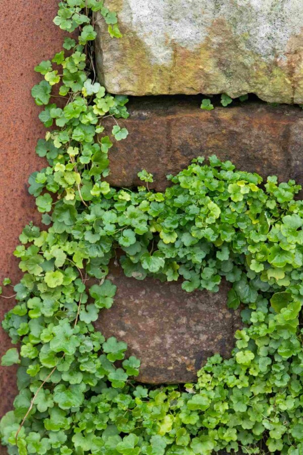 Muurleeuwenbek Cymbalaria muralis 5-10 pot P9 Cymbalaria muralis