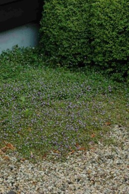 Muurleeuwenbek Cymbalaria muralis 5-10 pot P9 Cymbalaria muralis