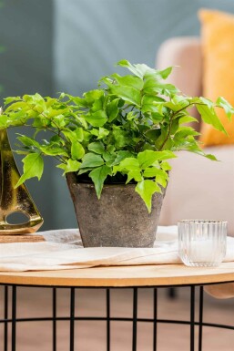 IJzervaren Cyrtomium fortunei 5-10 pot P9 Cyrtomium fortunei