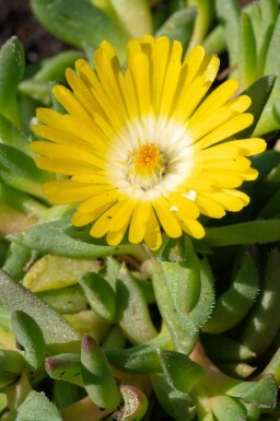 Delosperma congestum