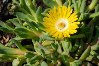 Delosperma congestum