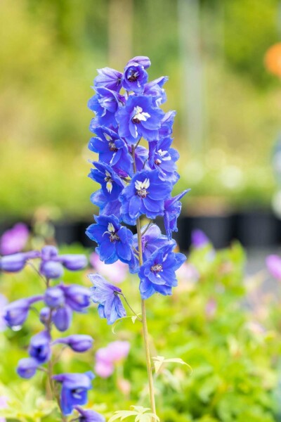 Ridderspoor Delphinium pacific 'Blue Bird' 5-10 pot P9 Delphinium pacific 'Blue Bird'