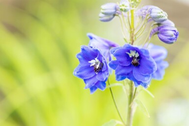Ridderspoor Delphinium pacific 'Blue Bird' 5-10 pot P9 Delphinium pacific 'Blue Bird'