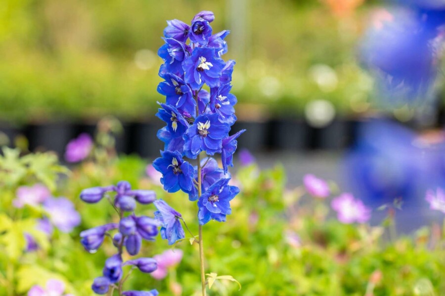 Ridderspoor Delphinium pacific 'Blue Bird' 5-10 pot P9 Delphinium pacific 'Blue Bird'