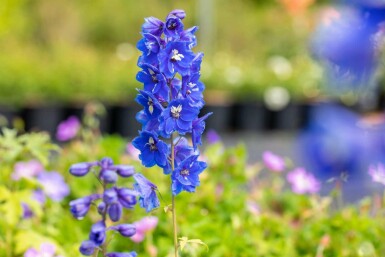 Delphinium pacific 'Blue Bird'