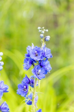 Delphinium pacific 'Blue Bird'