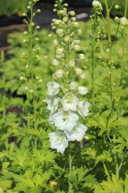 Ridderspoor Delphinium pacific 'Galahad' 5-10 pot P9 Delphinium pacific 'Galahad'