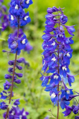 Ridderspoor Delphinium pacific 'King Arthur' 5-10 pot P9 Delphinium pacific 'King Arthur'